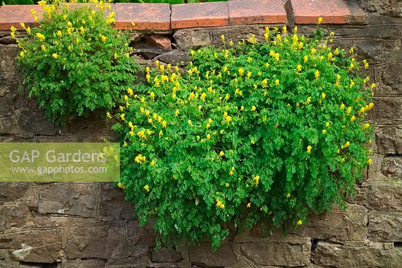 Corydalis lutea growing out of a stone wall