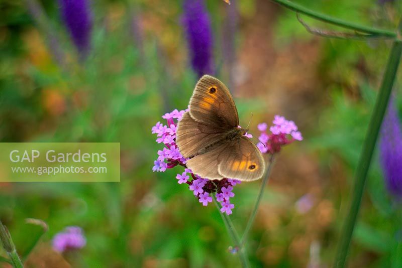 Verbena bonariensis AGM with Meadow Brown butterfly Maniola jurtina