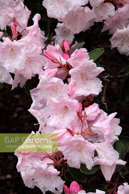 Rhododendron 'Loderi Helen' in the Savill Garden, Windsor