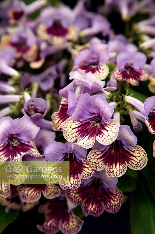 Streptocarpus 'Harlequin Lace' new for 2012 from Dibleys RHS Chelsea Flower Show 2012