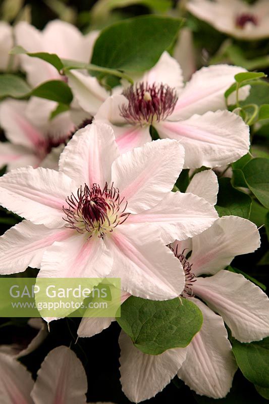RHS Chelsea Flower Show Clematis 'The Countess of Wessex' new introduction by Raymond J Evison Ltd 2012