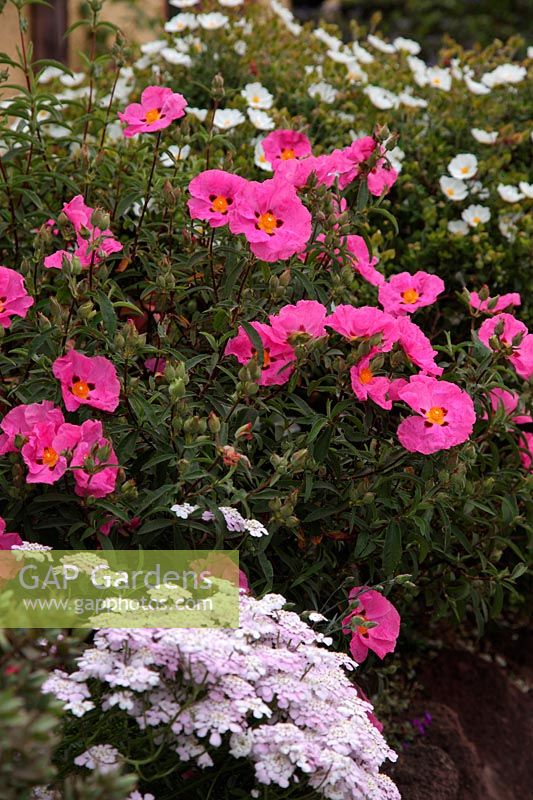 Cistus, Helianthemum and Iberis thrive in a south facing and well drained border surrounded by heat retaining walls and paths