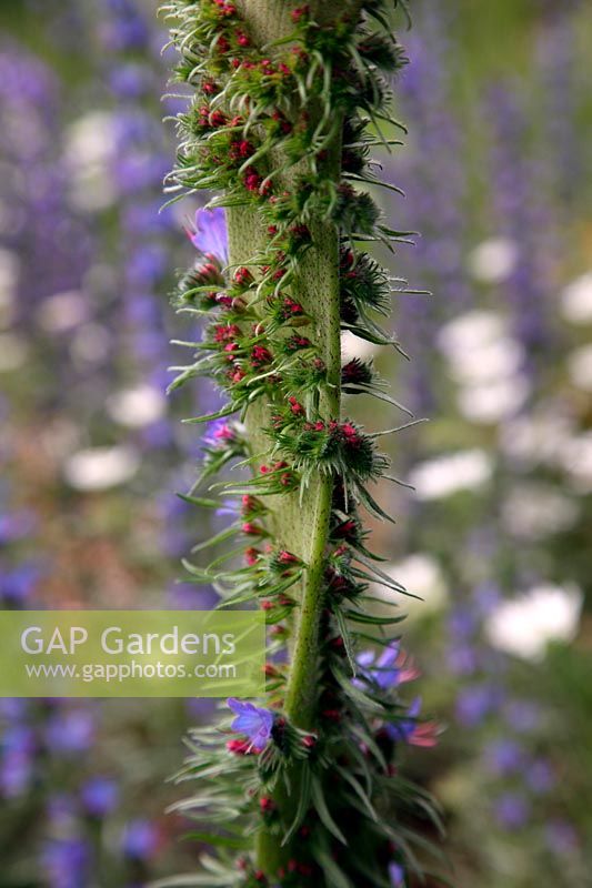 Fasciation in Echium vulgare - Viper's Bugloss