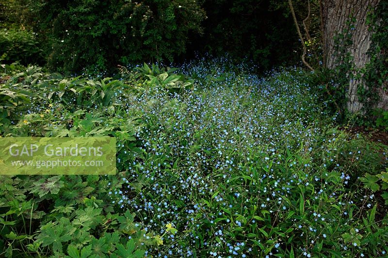Omphaloides verna growing in shady woodland habitat at RHS Garden Rosemoor