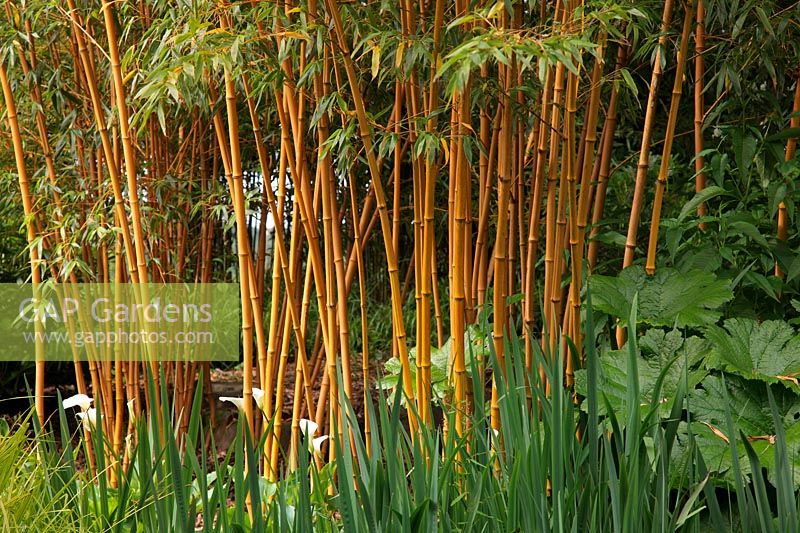 Phyllostachys bambusoides 'Allgold' syn Phyllostachys bambusoides 'Holochrysa' in early summer
