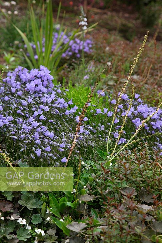 Campanula rotundifolia - Harebell in Foamlea Garden, Mortehoe, North Devon