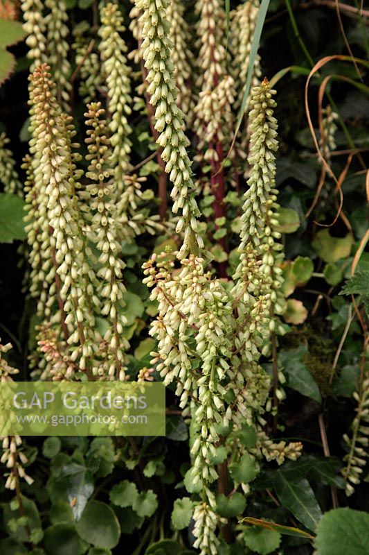 Navelwort or Pennywort - Umbilicus rupestris growing on a westcountry bank