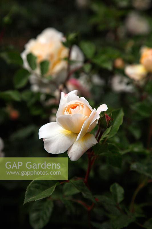 Rosa 'Crocus Rose' from David Austin in Savill Garden, Windsor