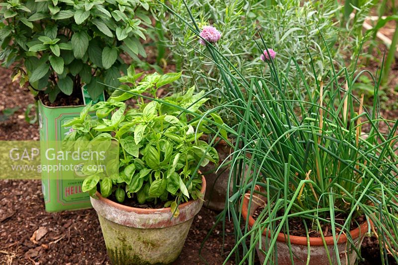 Grwoing herbs in pots with Sweet Basil - Ocimum basilicum 'Genovese', Basil Mint  - Mentha x piperata f. citrata 'Basil' in old Olive oil can, Chives - Allium schoenoprasum and French Tarragon - Artemisia dracunculus