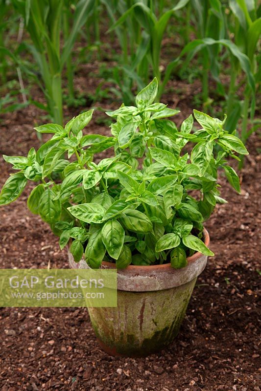 Grwoing herbs in pots - Sweet Basil - Ocimum basilicum 'Genovese'
