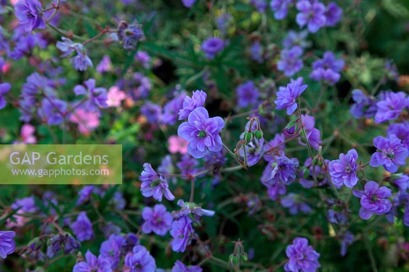 Geranium pratense 'Plenum Caeruleum'