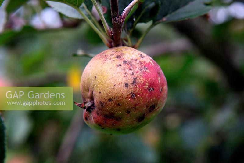 Russetting and Apple scab on maturing apple fruit - Venturia inaequalis