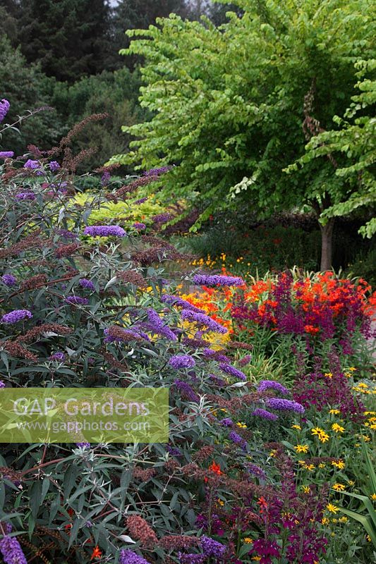 The Square garden at RHS Rosemoor during August with Crocosmia 'Comombus', Rudbeckia, Achillea, Kniphofia, Monarda 'PrÃ¤irienacht', Lobelia 'Hadspen Purple', Solidago, Helenium and Ulmus glabra 'Lutescens'