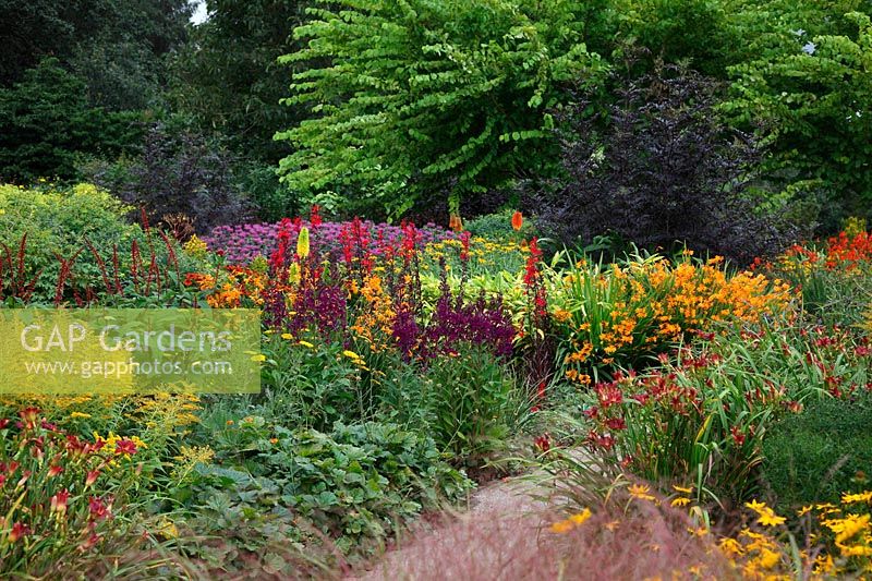 The Square garden at RHS Rosemoor during August with Crocosmia 'Comombus', Rudbeckia, Achillea, Kniphofia, Monarda 'PrÃ¤irienacht', Lobelia 'Hadspen Purple', Solidago, Helenium and Ulmus glabra 'Lutescens'