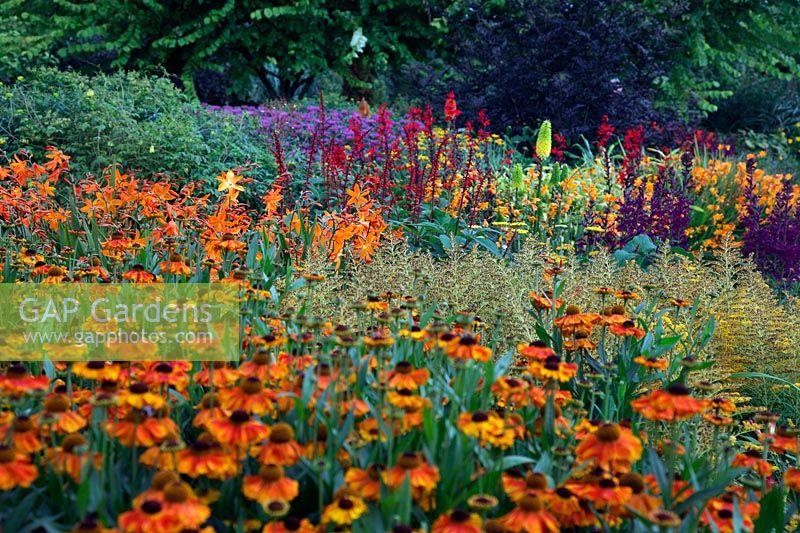 The Square garden at RHS Rosemoor during August with Crocosmia, Rudbeckia, Achillea, Kniphofia, Monarda, Lobelia, Solidago. Helenium 'Sahin's Early Flowerer' in foreground and Ulmus glabra 'Lutescens' at rear