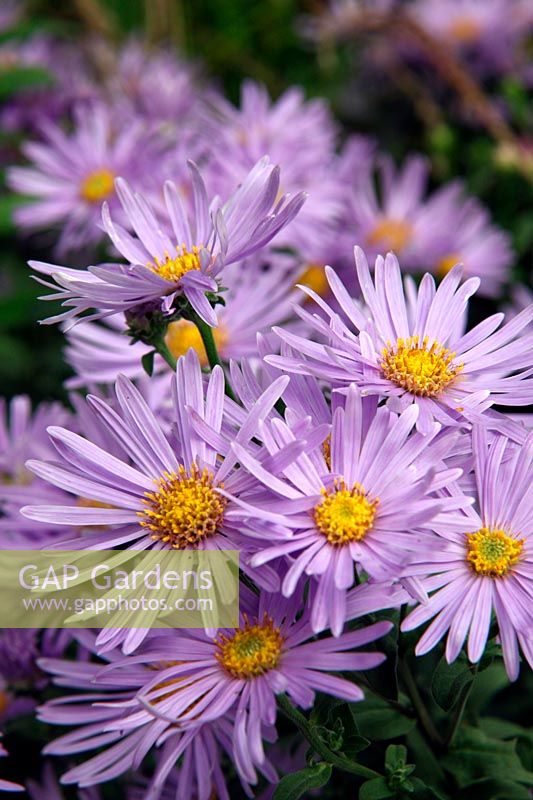 Aster amellus 'Silbersee'