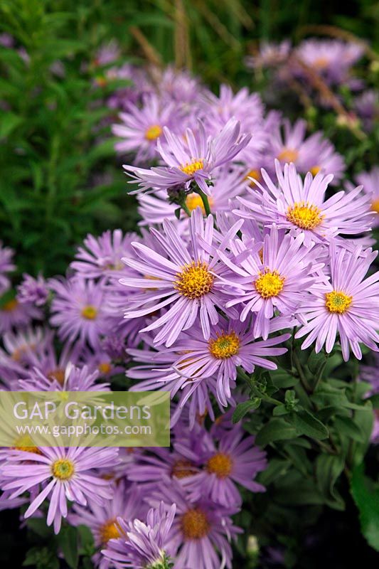 Aster amellus 'Silbersee'