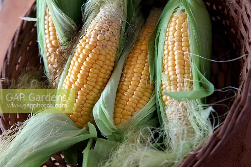 Zea mays 'Earligold' F1 - sweet corn in a wicker basket