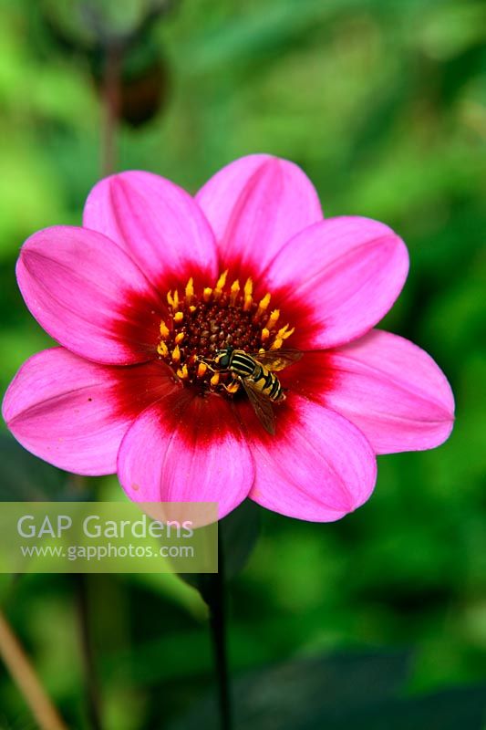 Dahlia 'Happy Single Wink' with Hoverfly - Helophilus pendulus