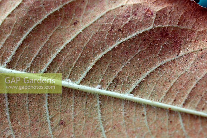 Persicaria leaf showing severe signs of red spider infestation - Tetranychus urticae - the colour of the mite only darkens to red late in the season