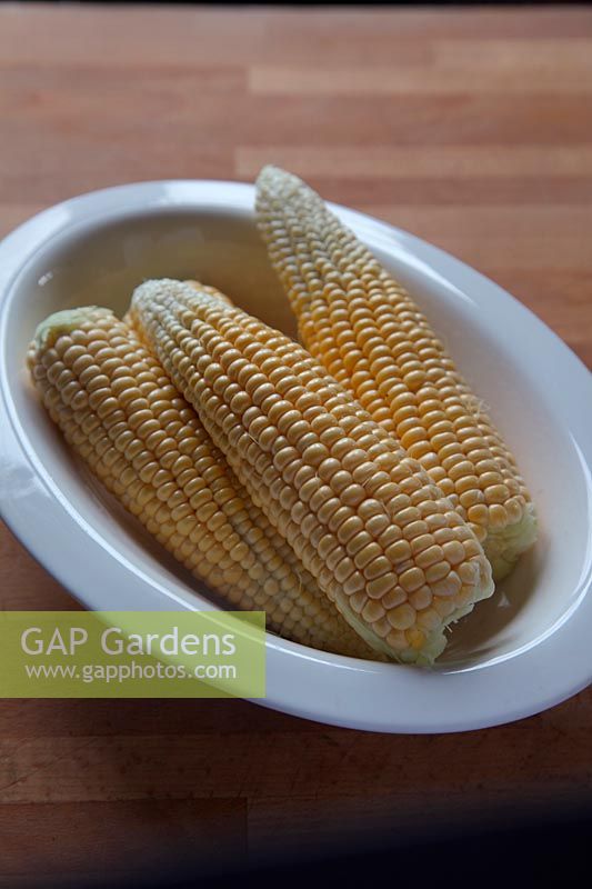 Sweet Corn - Zea Mays 'Earligold' raw and prepared for cooking