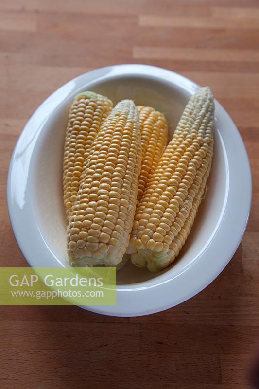 Sweet Corn - Zea Mays 'Earligold' raw and prepared for cooking
