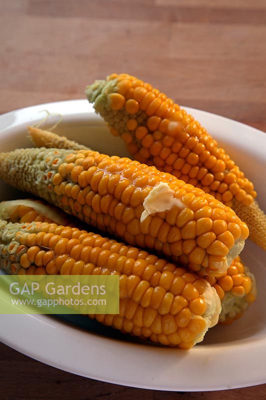 Sweet Corn - Zea mays 'Sweetie Pie' - cooked and with butter - ready to eat in white glazed bowl