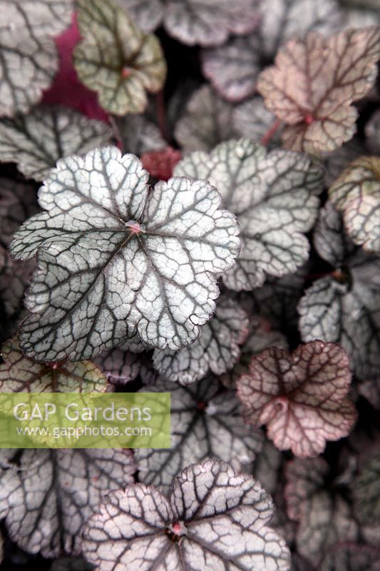 Heuchera 'Silver Scrolls'