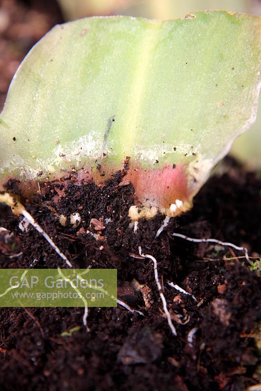 Developing plantlets of Eucomis comosa 'Sparkling Burgundy' along the cut leaf surface of a leaf cutting taken in summer