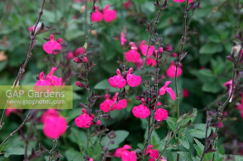 Salvia 'Cerro Potosi'