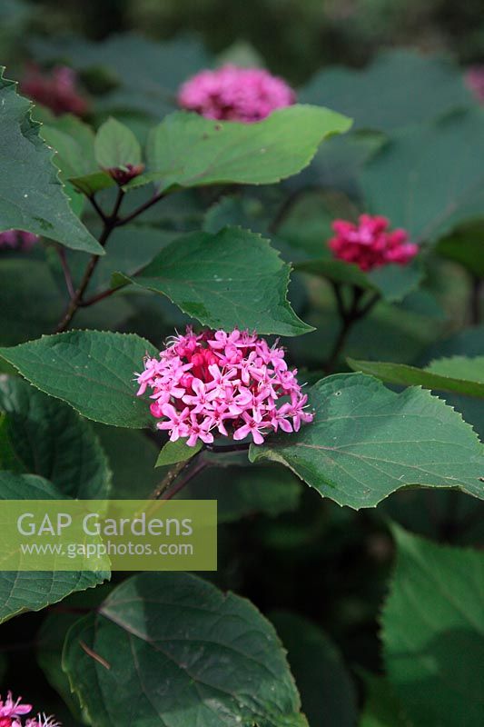 Clerodendron bungei in early autumn