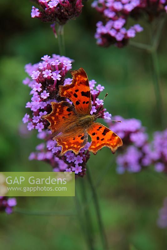 Verbena bonariensis AGM with Comma butterfly - Polygonia c-album