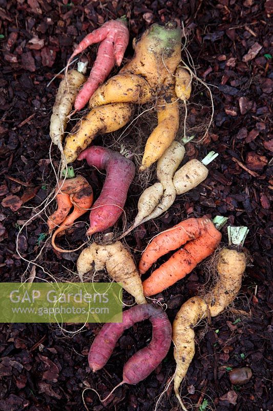 Daucus carota - Carrots with forked and twisted roots