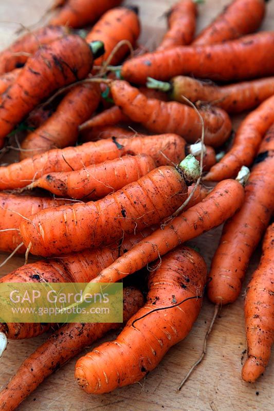 Daucus carota - Carrots  'Chantenay Red Cored'