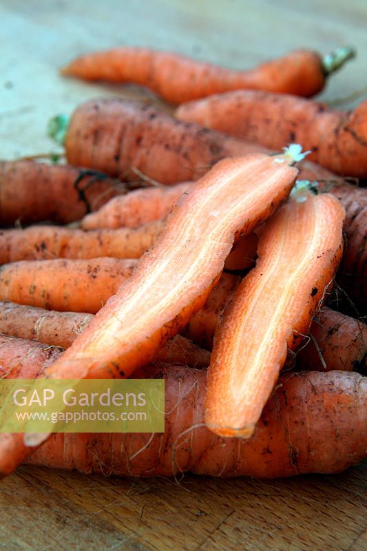 Carrot - Daucus carota 'Chantenay 2 Red Cored'