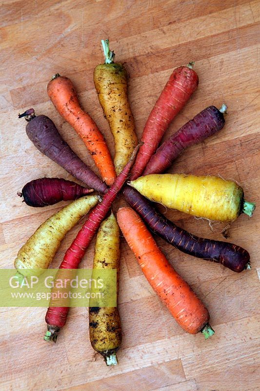 Daucus carota - Carrot  clockwise from top - Jaune de Doubs, Atomic Red, Purple Dragon, Solar Yellow, Purple Haze, Chantenay 2, Yellowstone, Red Samurai, CrÃªme de Lite, Cosmic Purple, Purple Rain, Autumn King