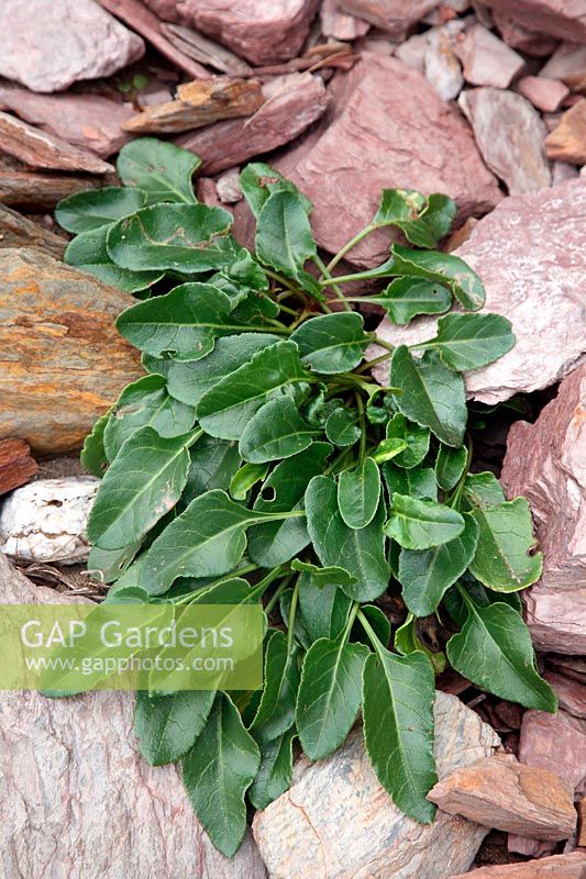 Sea Beet - Beta vulgaris subsp. maritima growing on the shoreline