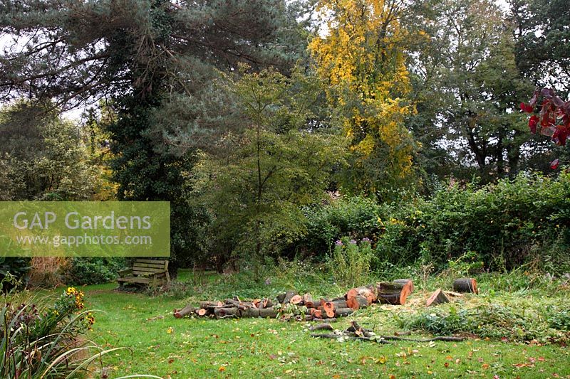 Large gardens never stand still - as trees get large and produce more shade some must be felled to keep light levels high enough - here Fagus sylvatica - Common Beech - in background Celastrus orbiculatus showing autumn colour