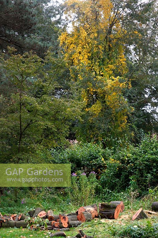 Large gardens never stand still - as trees get large and produce more shade some must be felled to keep light levels high enough - here Fagus sylvatica - Common Beech - in background Celastrus orbiculatus showing autumn colour