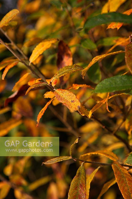 Salix triandra - Black Maul - Almond Willow - autumn colour