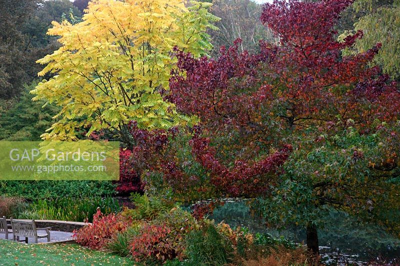 Liquidambar styraciflua 'Worplesdon' AGM and Toona sinensis showing autumn colour at RHS Rosemoor