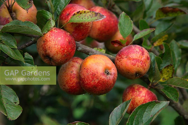 Apple - Malus domestica 'Kidd's Orange Red' - ready to harvest mid October and showing russetting
