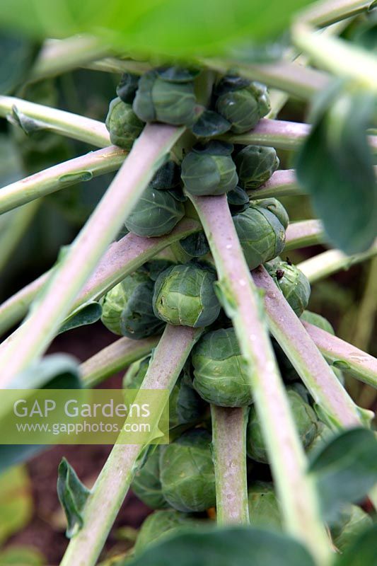 Brussels Sprouts - Brassica oleracea 'Crispus'