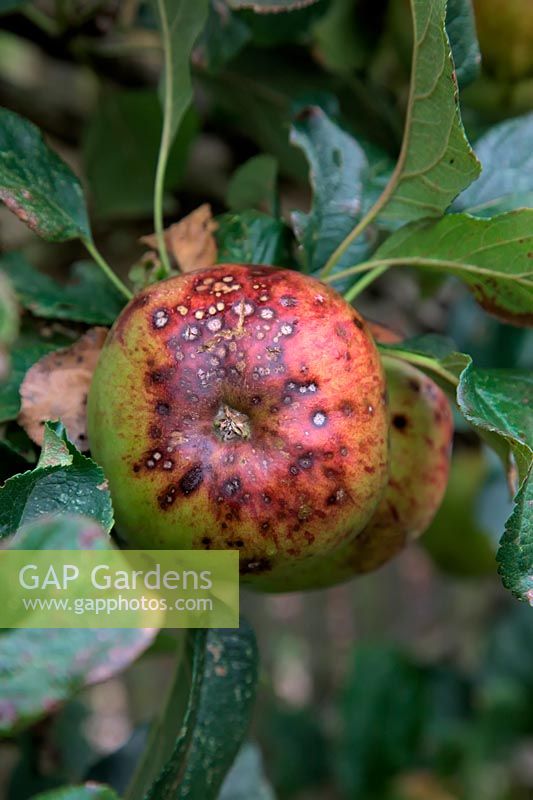 Apple - Malus domestica 'Howgate Wonder' showing  apple scab - Venturia inaequalis