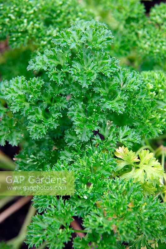 Petroselinum crispum 'FrisÃ©e Verte FoncÃ©' - Parsley