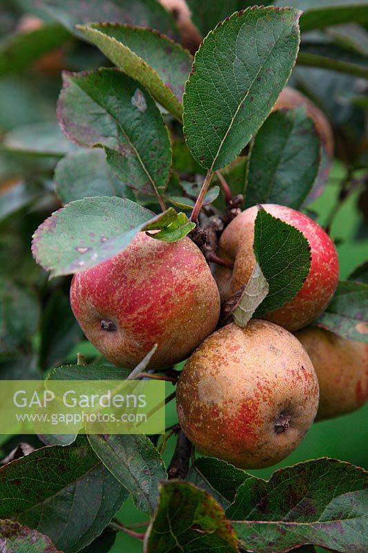 Apple - Malus domestica 'Ashmead's Kernel' - particularly red fruits