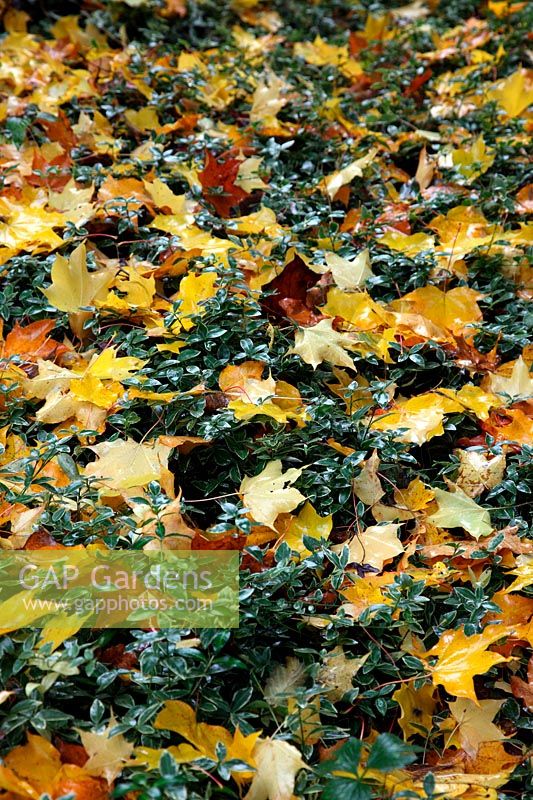 Fallen leaves of Acer cappadocicum 'Aureum' lying on Vinca minor 'Argenteovariegata'