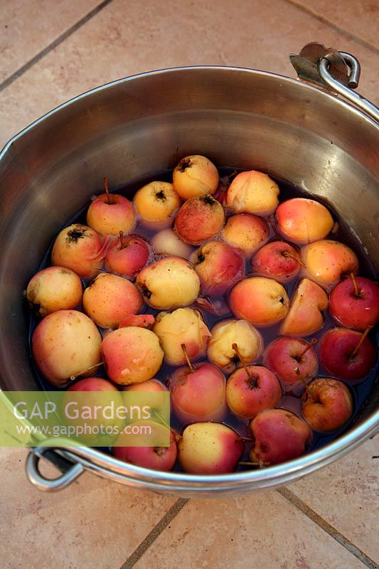 Making crab apple jelly with Malus 'Dartmouth'