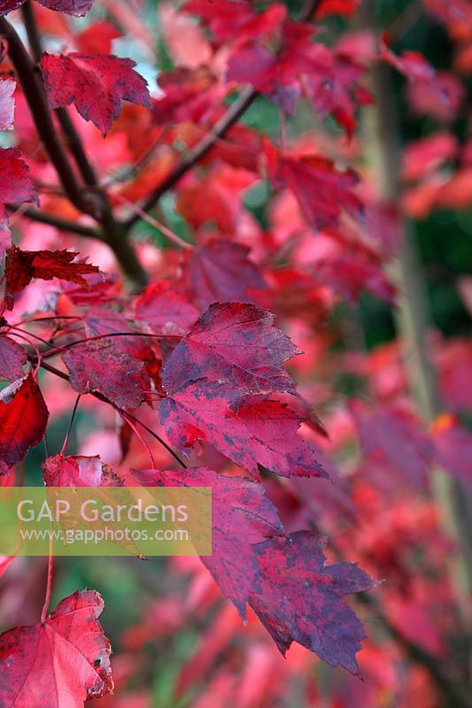 Acer rubrum 'Brandywine' in autumn