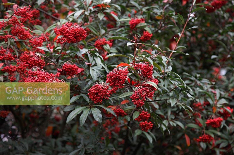 Photinia davidiana in the Valley Gardens, Windsor Great Park